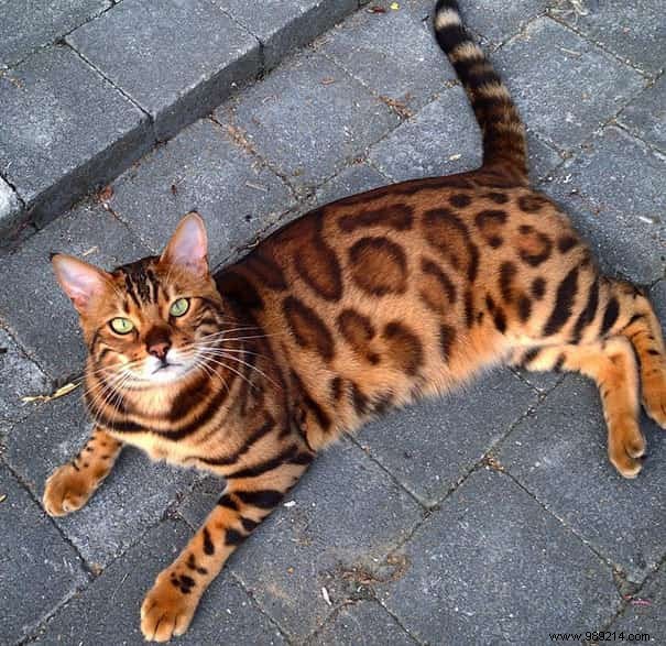 Meet Thor: The Stunning Bengal Cat with Tiger-Like Charm and Emerald Eyes