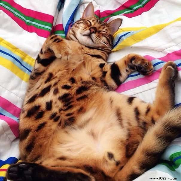 Meet Thor: The Stunning Bengal Cat with Tiger-Like Charm and Emerald Eyes
