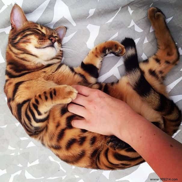 Meet Thor: The Stunning Bengal Cat with Tiger-Like Charm and Emerald Eyes