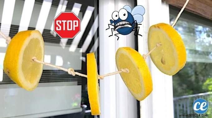 Natural Lemon Garland: Proven Way to Repel Flies Indoors and Out