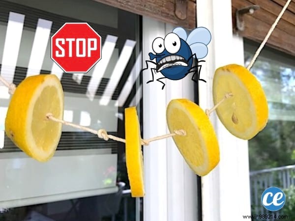 Natural Lemon Garland: Proven Way to Repel Flies Indoors and Out