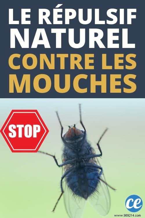 Natural Lemon Garland: Proven Way to Repel Flies Indoors and Out