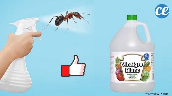 Effective White Vinegar Spray: Natural Way to Repel Ants from Your Home