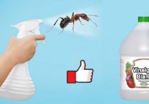 Effective White Vinegar Spray: Natural Way to Repel Ants from Your Home
