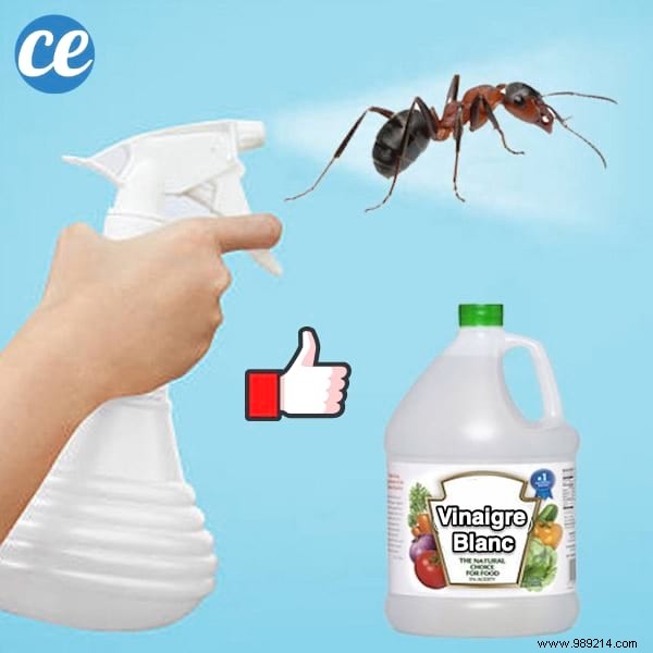 Effective White Vinegar Spray: Natural Way to Repel Ants from Your Home