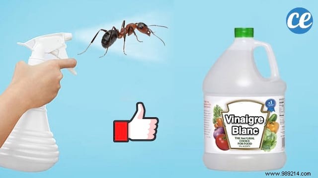 Effective White Vinegar Spray: Natural Way to Repel Ants from Your Home