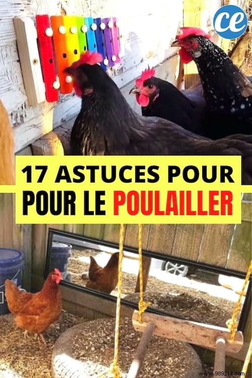 17 Proven DIY Tips for a Happier, Healthier Chicken Coop