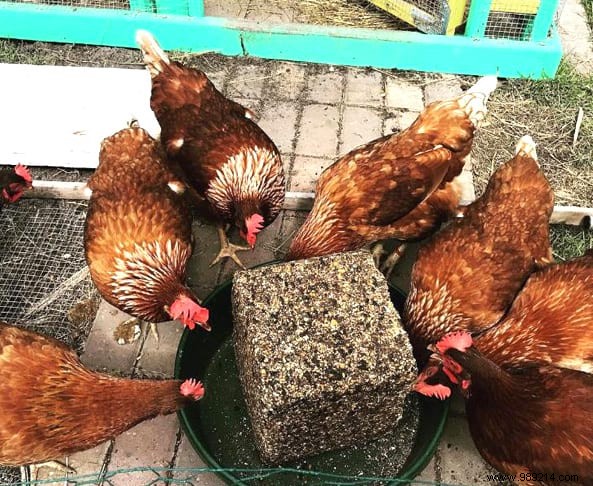 17 Proven DIY Tips for a Happier, Healthier Chicken Coop
