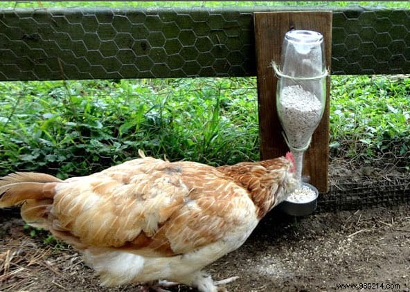 17 Proven DIY Tips for a Happier, Healthier Chicken Coop