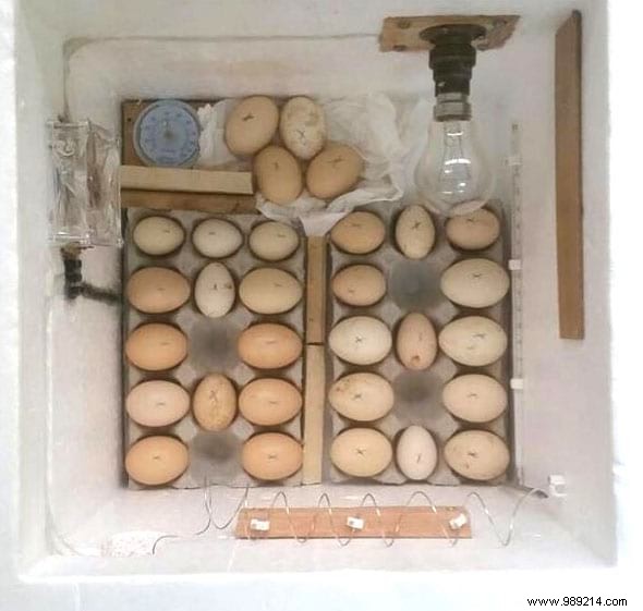 17 Proven DIY Tips for a Happier, Healthier Chicken Coop