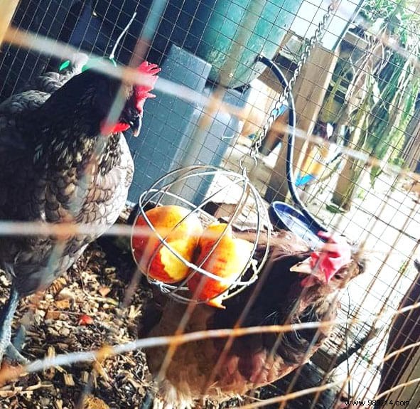 17 Proven DIY Tips for a Happier, Healthier Chicken Coop