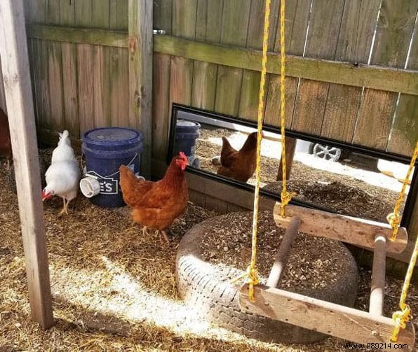17 Proven DIY Tips for a Happier, Healthier Chicken Coop