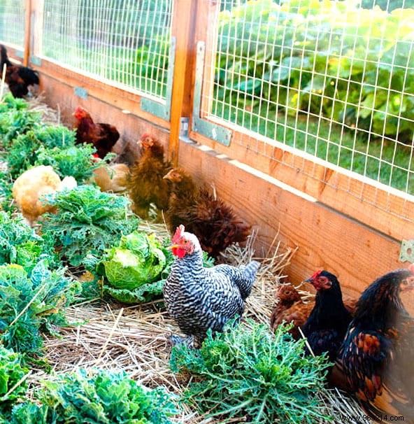 17 Proven DIY Tips for a Happier, Healthier Chicken Coop