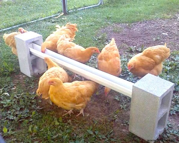 17 Proven DIY Tips for a Happier, Healthier Chicken Coop