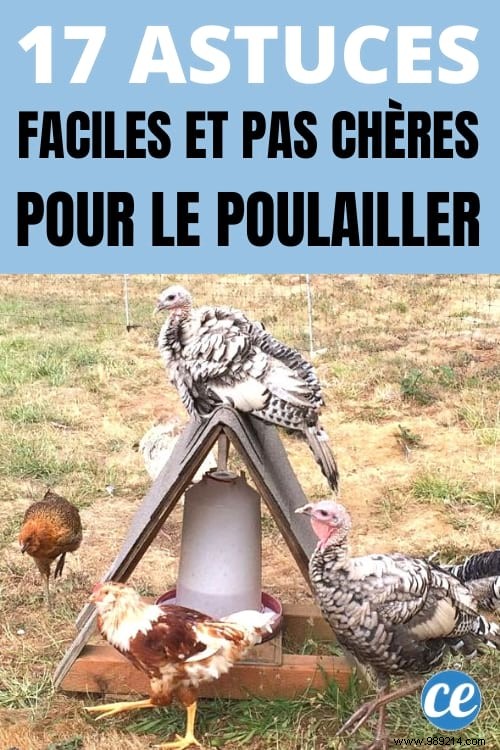 17 Proven DIY Tips for a Happier, Healthier Chicken Coop