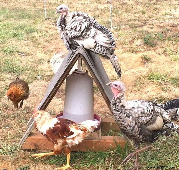 17 Proven DIY Tips for a Happier, Healthier Chicken Coop