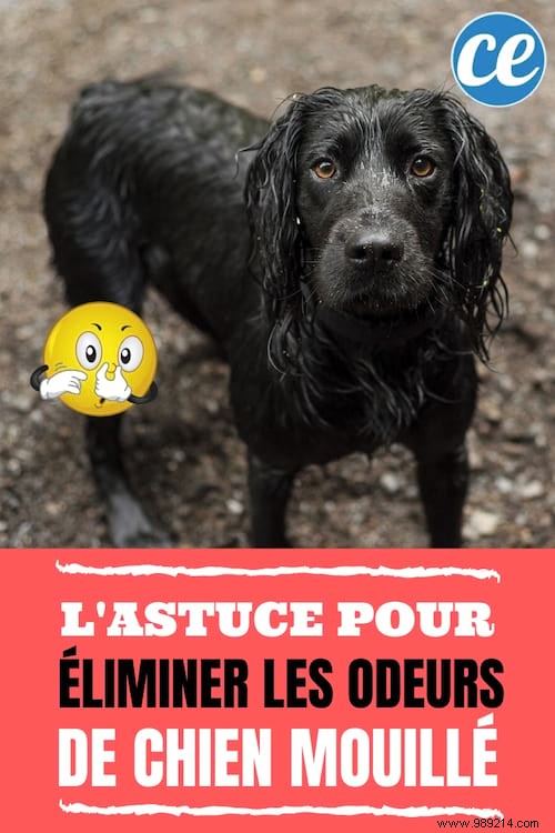 Eliminate Wet Dog Odor Fast: Vet-Recommended Baking Soda Trick