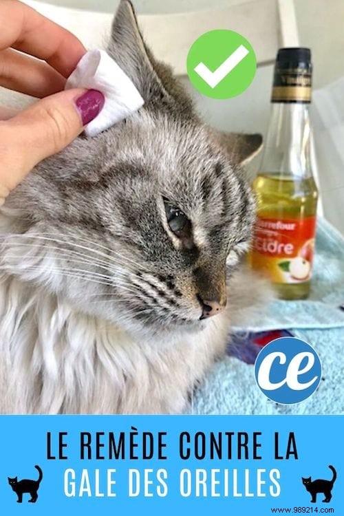 Natural Apple Cider Vinegar Remedy for Ear Mites in Cats