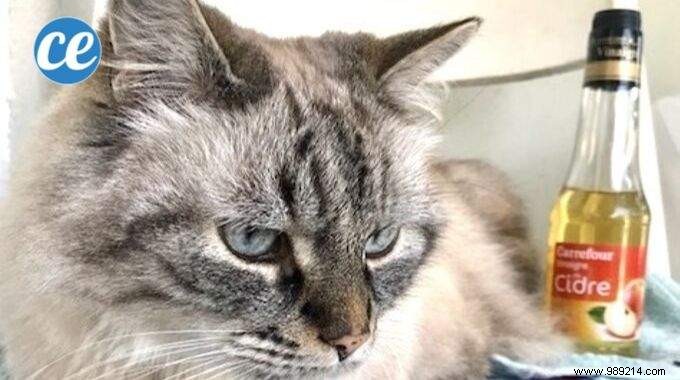 Natural Apple Cider Vinegar Remedy for Ear Mites in Cats