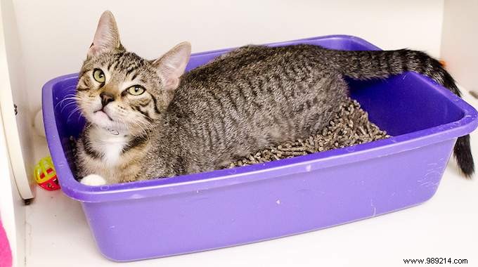 The Proven Natural Method to Clean, Deodorize, and Disinfect Your Cat s Litter Box