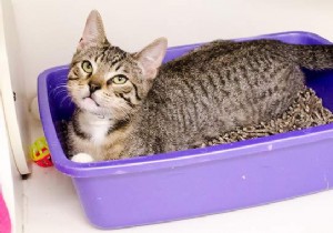 The Proven Natural Method to Clean, Deodorize, and Disinfect Your Cat s Litter Box