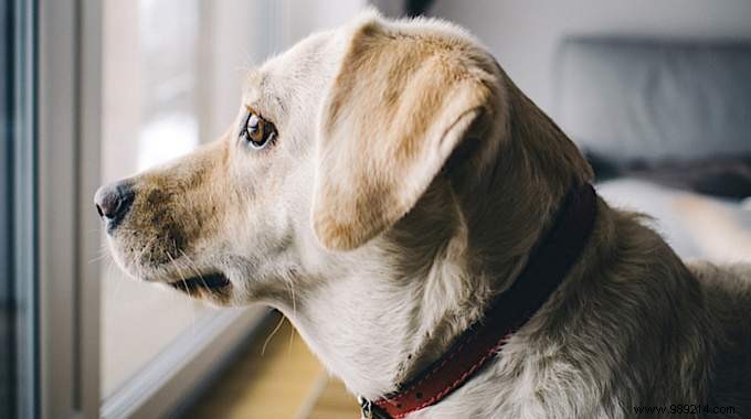 12 Vet-Recommended Tips to Ease Separation Anxiety in Dogs