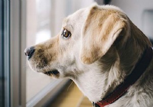 12 Vet-Recommended Tips to Ease Separation Anxiety in Dogs