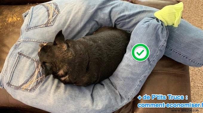 How to Make a Cozy Dog Cushion from Old Jeans in Just 2 Minutes