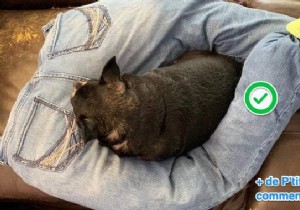 How to Make a Cozy Dog Cushion from Old Jeans in Just 2 Minutes
