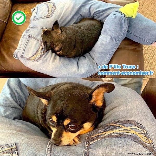 How to Make a Cozy Dog Cushion from Old Jeans in Just 2 Minutes