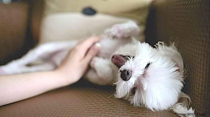 Expert Guide: How to Pet Your Dog s Ears and Head for Ultimate Relaxation