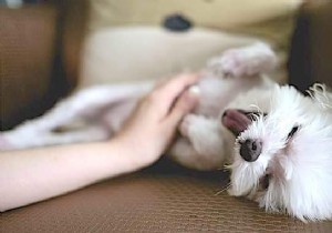 Expert Guide: How to Pet Your Dog s Ears and Head for Ultimate Relaxation