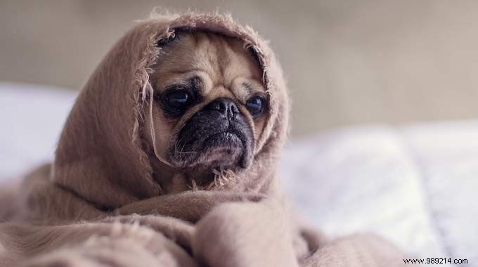 6 Proven Natural Remedies to Support Your Dog s Health and Well-Being