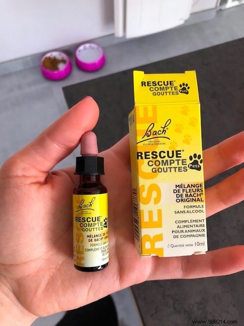 6 Proven Natural Remedies to Support Your Dog s Health and Well-Being