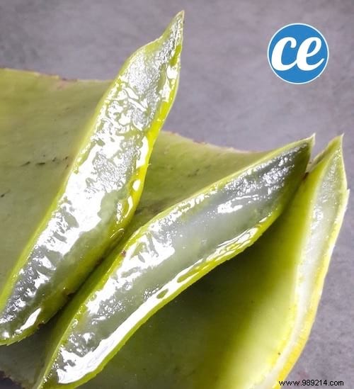 6 Proven Natural Remedies to Support Your Dog s Health and Well-Being