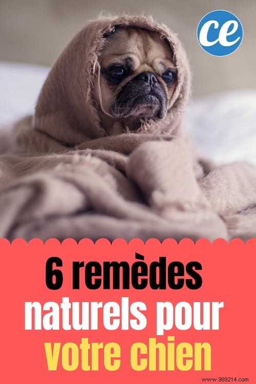 6 Proven Natural Remedies to Support Your Dog s Health and Well-Being
