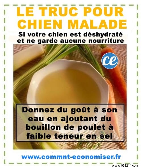 Revive Your Sick Dog Fast: My Vet s Proven Low-Salt Chicken Broth Remedy