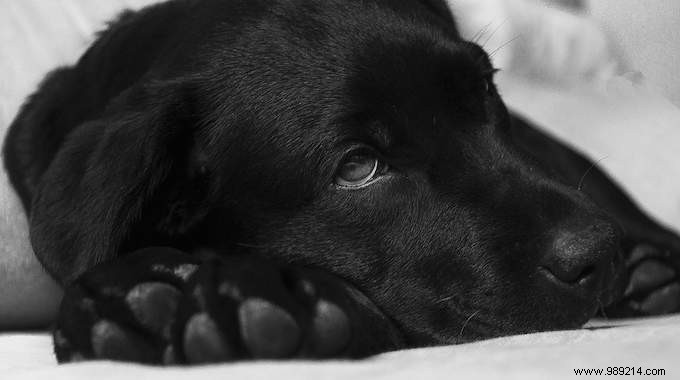 Revive Your Sick Dog Fast: My Vet s Proven Low-Salt Chicken Broth Remedy