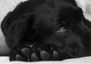 Revive Your Sick Dog Fast: My Vet s Proven Low-Salt Chicken Broth Remedy
