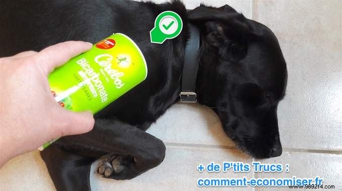 How to Deodorize Your Dog Naturally with Baking Soda: A Vet-Approved Dry Shampoo Trick
