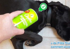 How to Deodorize Your Dog Naturally with Baking Soda: A Vet-Approved Dry Shampoo Trick