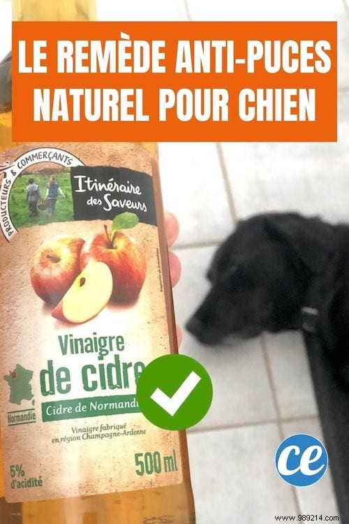 Vet-Recommended: Natural Apple Cider Vinegar Flea Prevention for Dogs