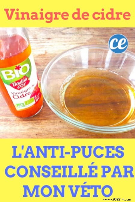 Vet-Recommended: Natural Apple Cider Vinegar Flea Prevention for Dogs