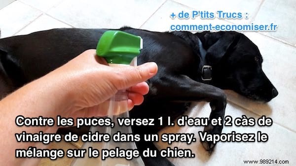 Vet-Recommended: Natural Apple Cider Vinegar Flea Prevention for Dogs