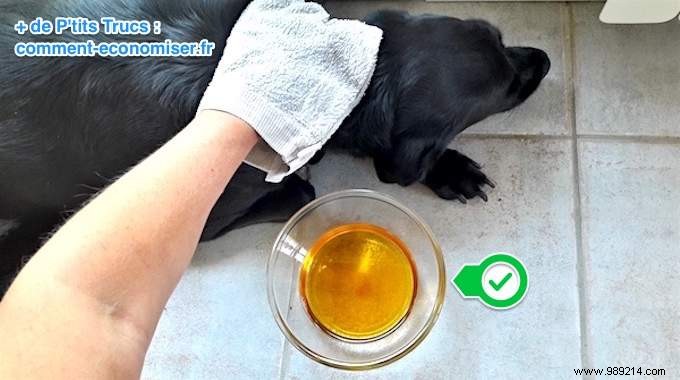 Vet-Recommended: Eliminate Dog Fleas Naturally with Apple Cider Vinegar