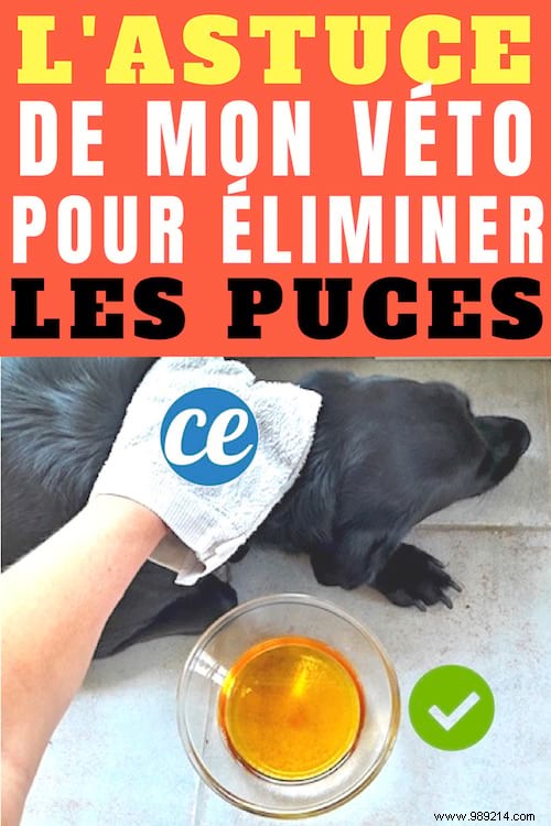 Vet-Recommended: Eliminate Dog Fleas Naturally with Apple Cider Vinegar