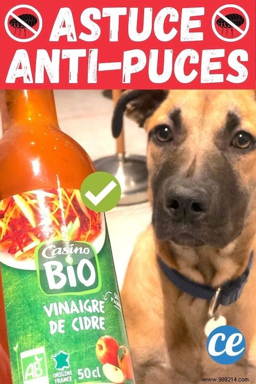Vet-Recommended: Eliminate Dog Fleas Naturally with Apple Cider Vinegar