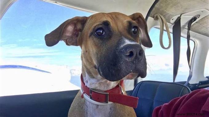 Expert Guide: Travel Safely and Stress-Free with Your Dog or Cat by Car or Plane