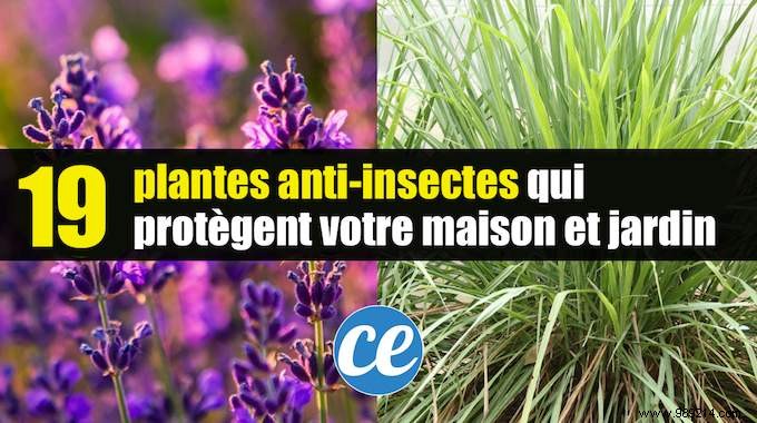 19 Proven Insect-Repellent Plants to Naturally Protect Your Home and Garden