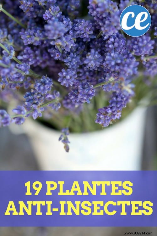 19 Proven Insect-Repellent Plants to Naturally Protect Your Home and Garden